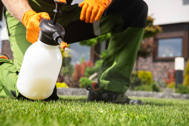 Wasp Removal Services in Jay, OK