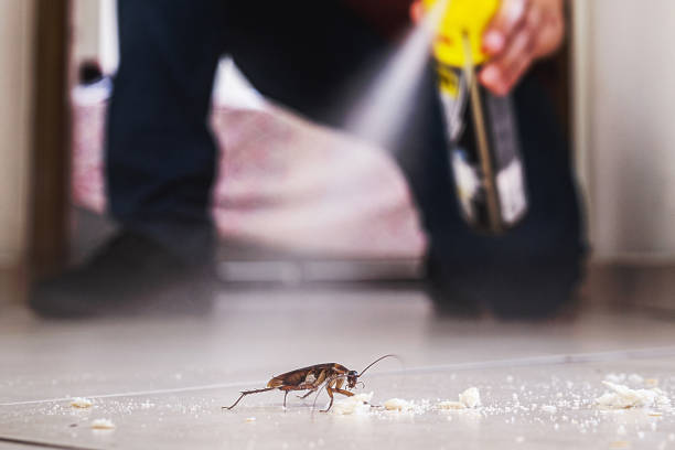 Best Termite Control Services  in Jay, OK